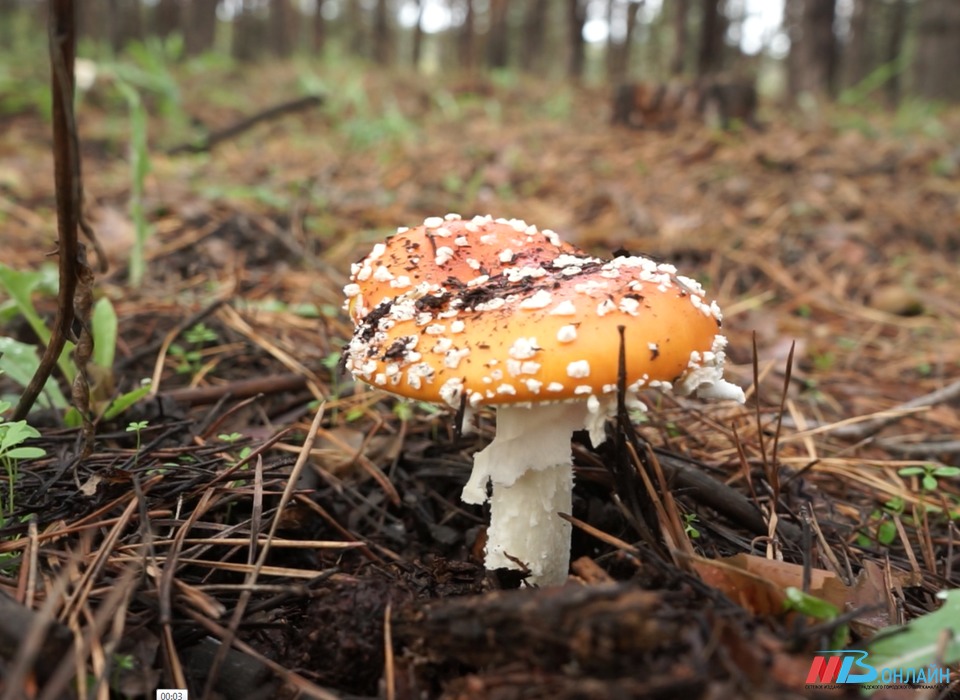 «Тихие охотники» с 30-летним стажем отравились грибами в Волгоградской области
